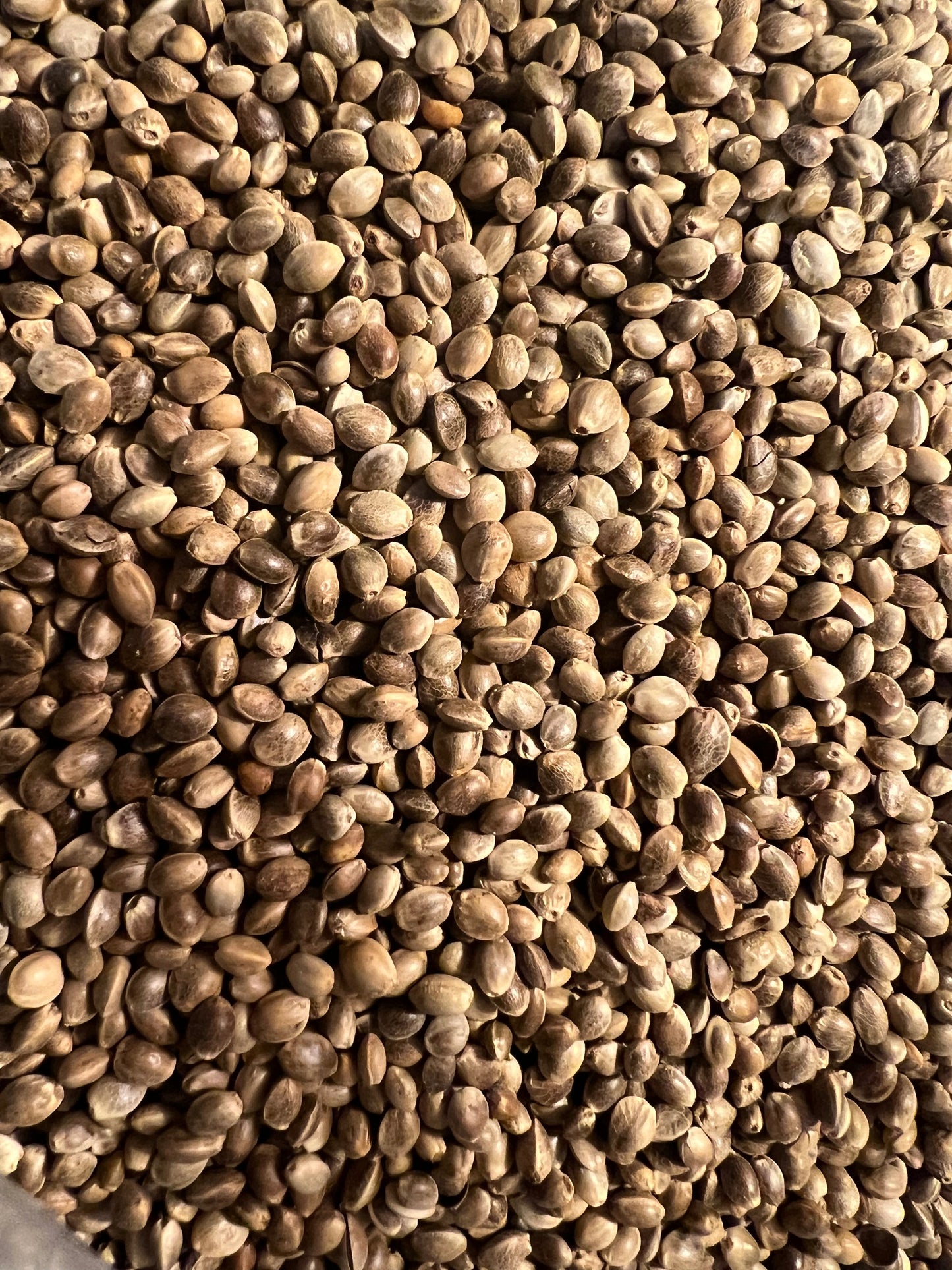 Ripkitty Premium Toasted Organic Hemp Seeds