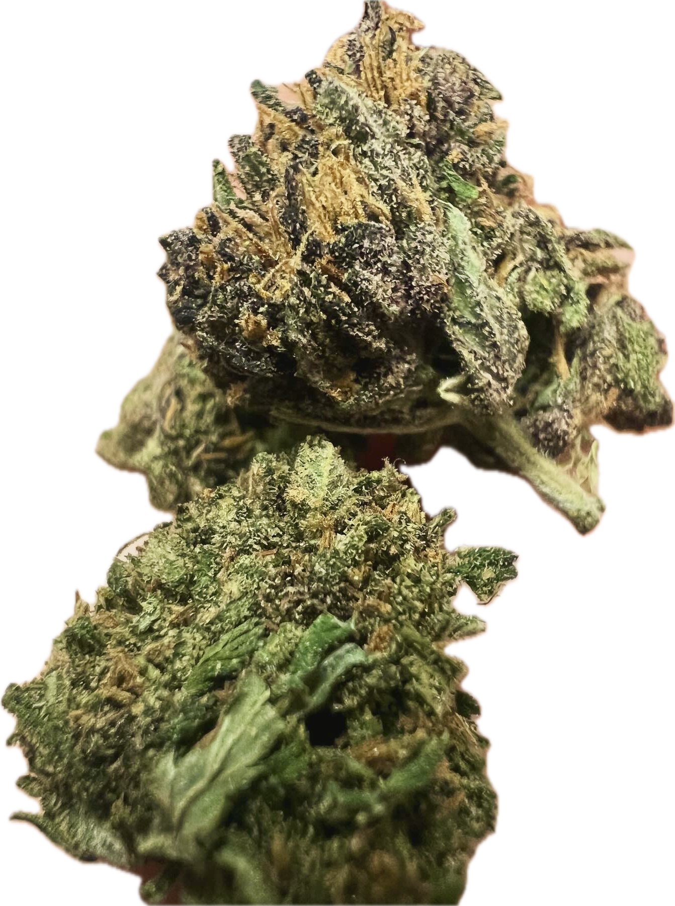 Ripkitty Pink Panther Flower