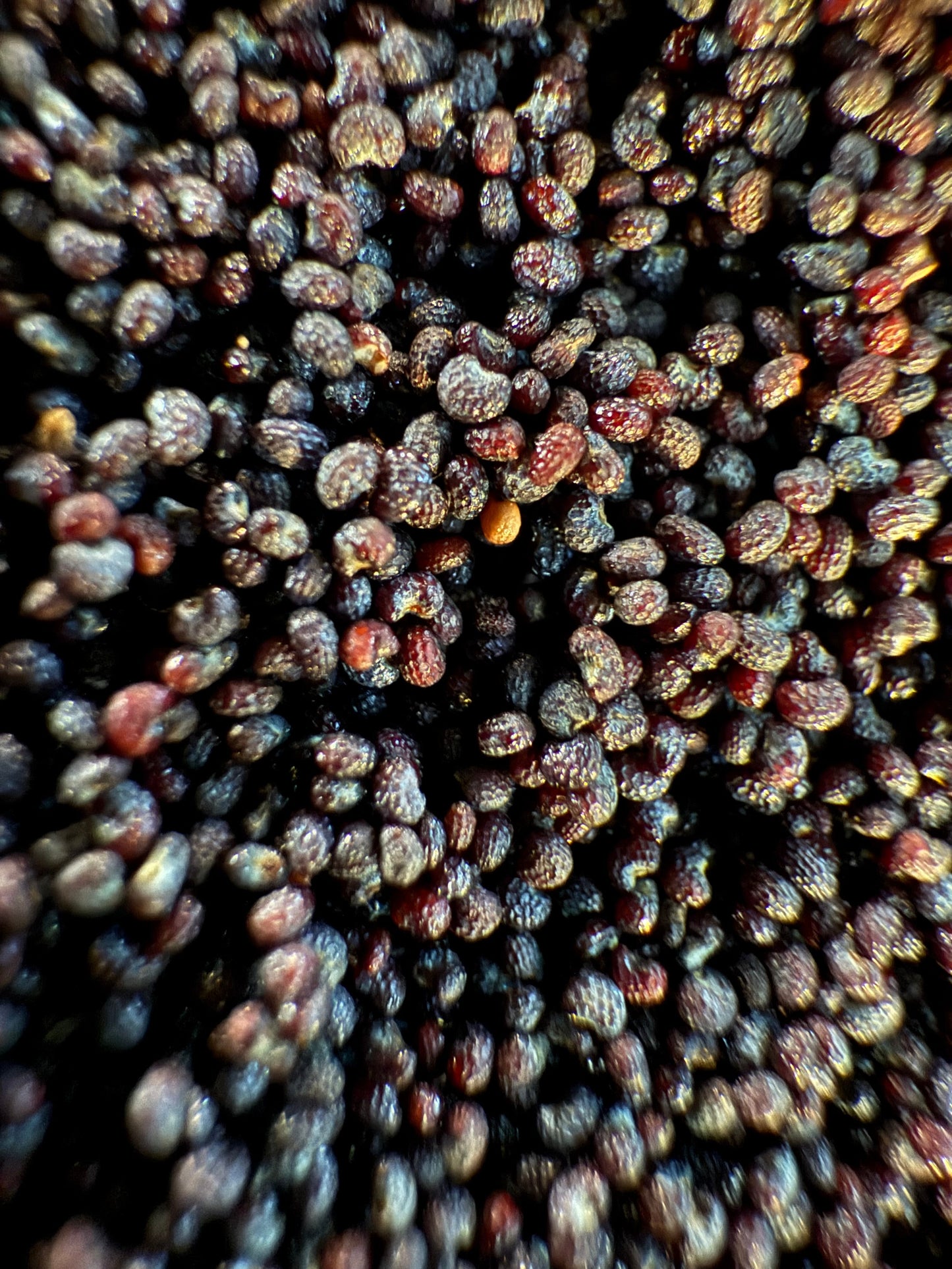 Ripkitty Premium Unwashed Untreated Unprocessed Raw Organic Natural Whole Papaver Somniferum Culinary Poppy Seeds