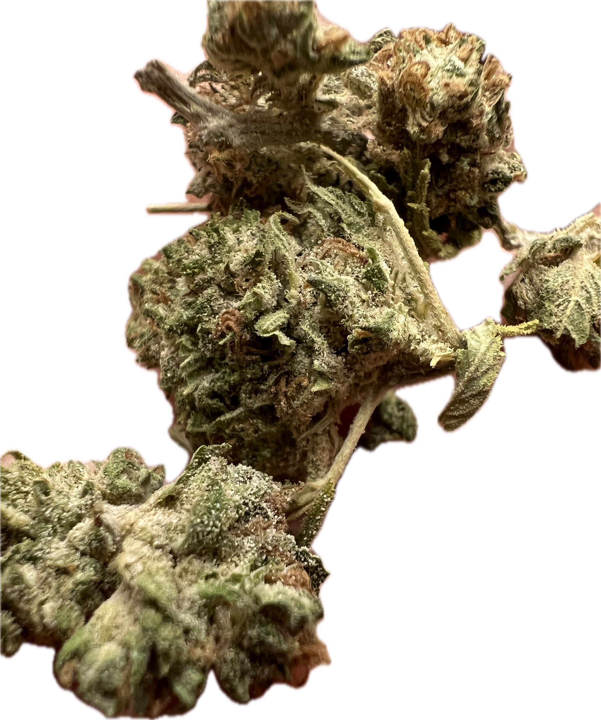 Ripkitty Bubba Kush 59 CBD Hemp Flowers