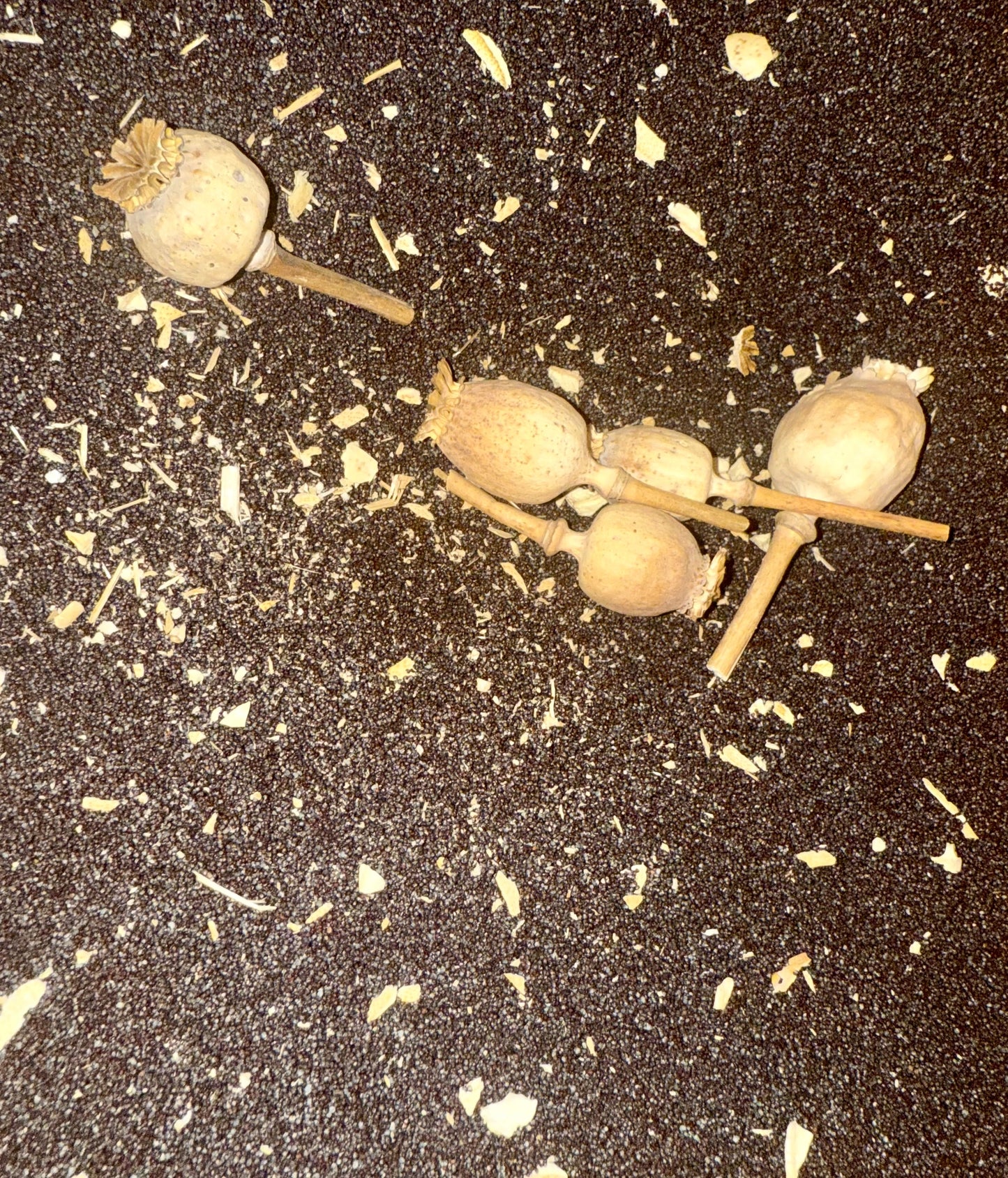 Ripkitty Premium Unwashed Untreated Unprocessed Raw Organic Natural Whole Papaver Somniferum Culinary Poppy Seeds