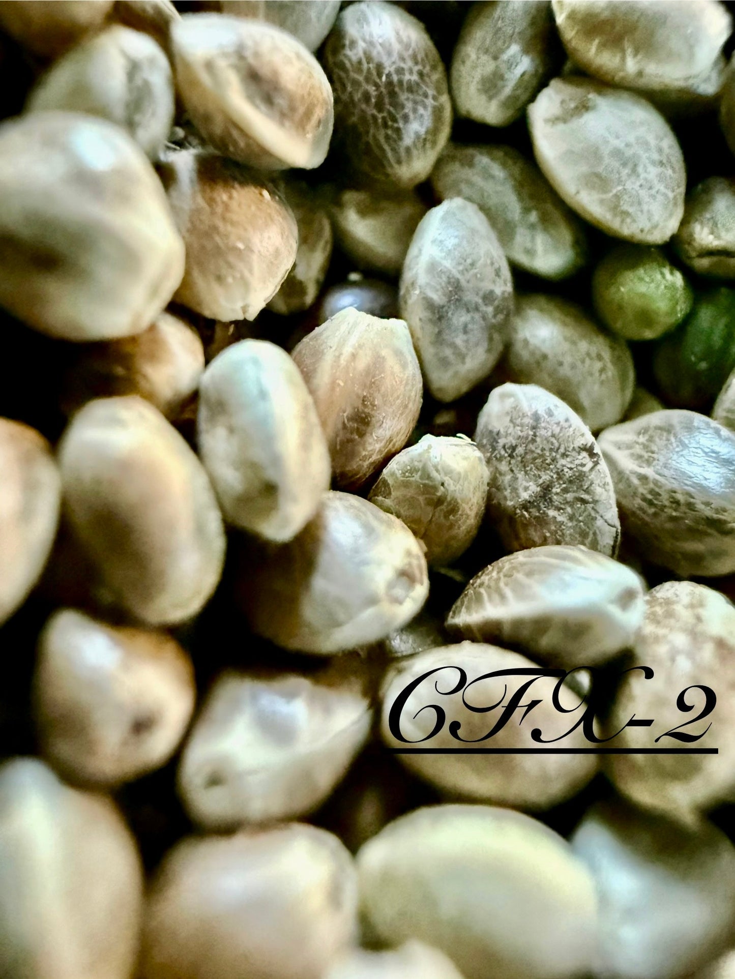 Ripkitty International & Domestic Live Raw Viable Hemp Seeds Sold in Bulk & Single Amounts for Agriculture, Poultry, Equine Feeding, & Livestock