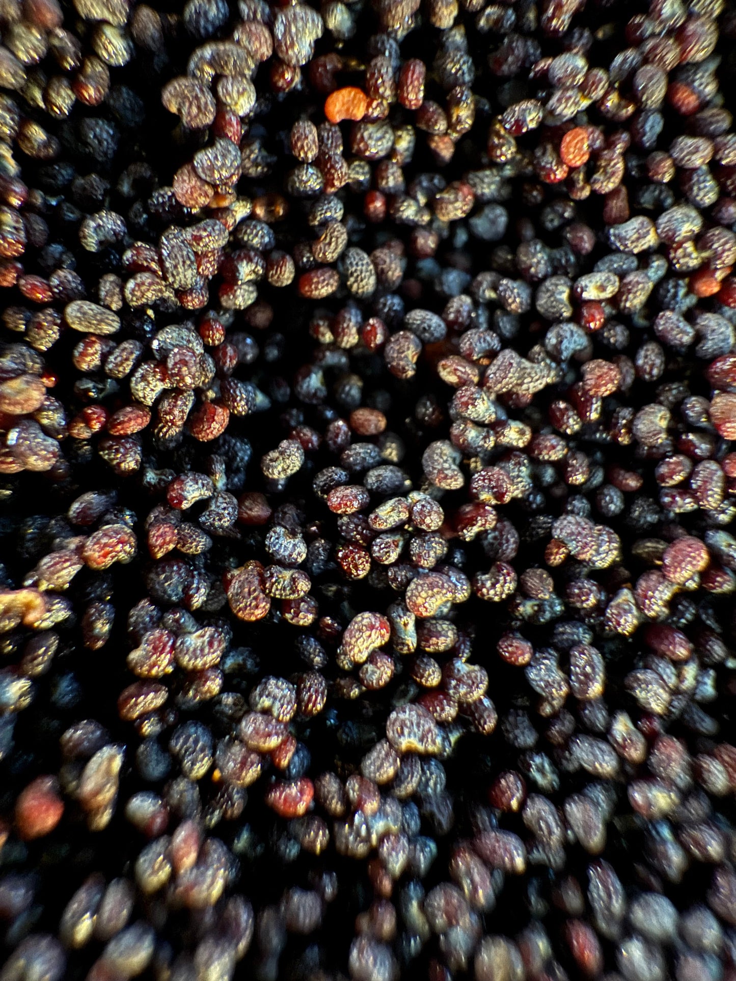 Ripkitty Premium Unwashed Untreated Unprocessed Raw Organic Natural Whole Papaver Somniferum Culinary Poppy Seeds