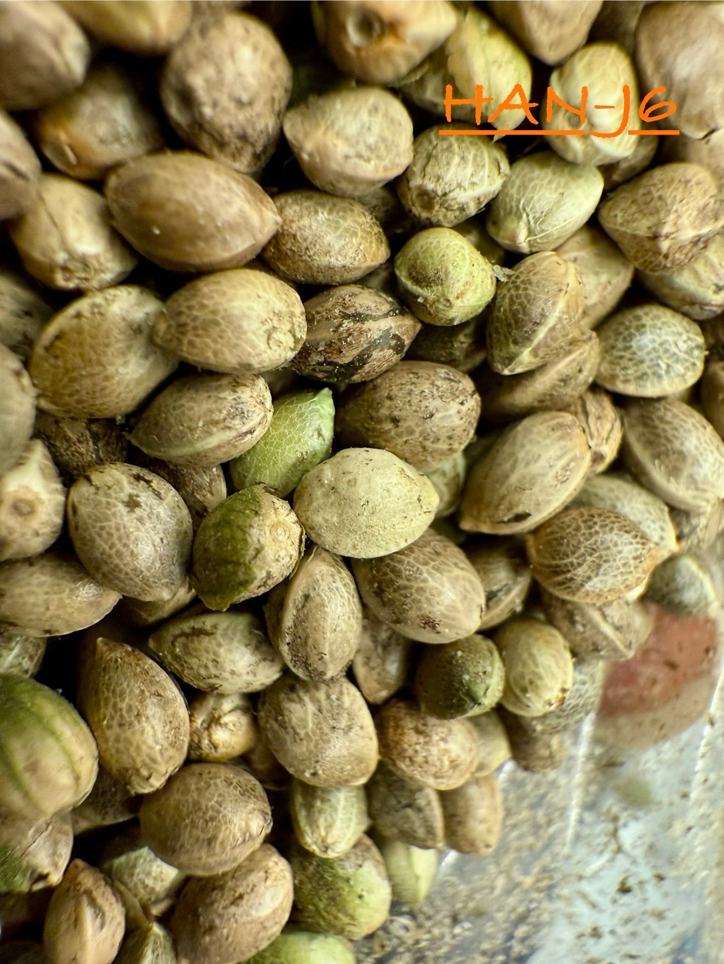 Ripkitty International & Domestic Live Raw Viable CBD Hemp Seeds Sold in Bulk & Single Amounts for Agriculture, Poultry, Equine Feeding, & Livestock