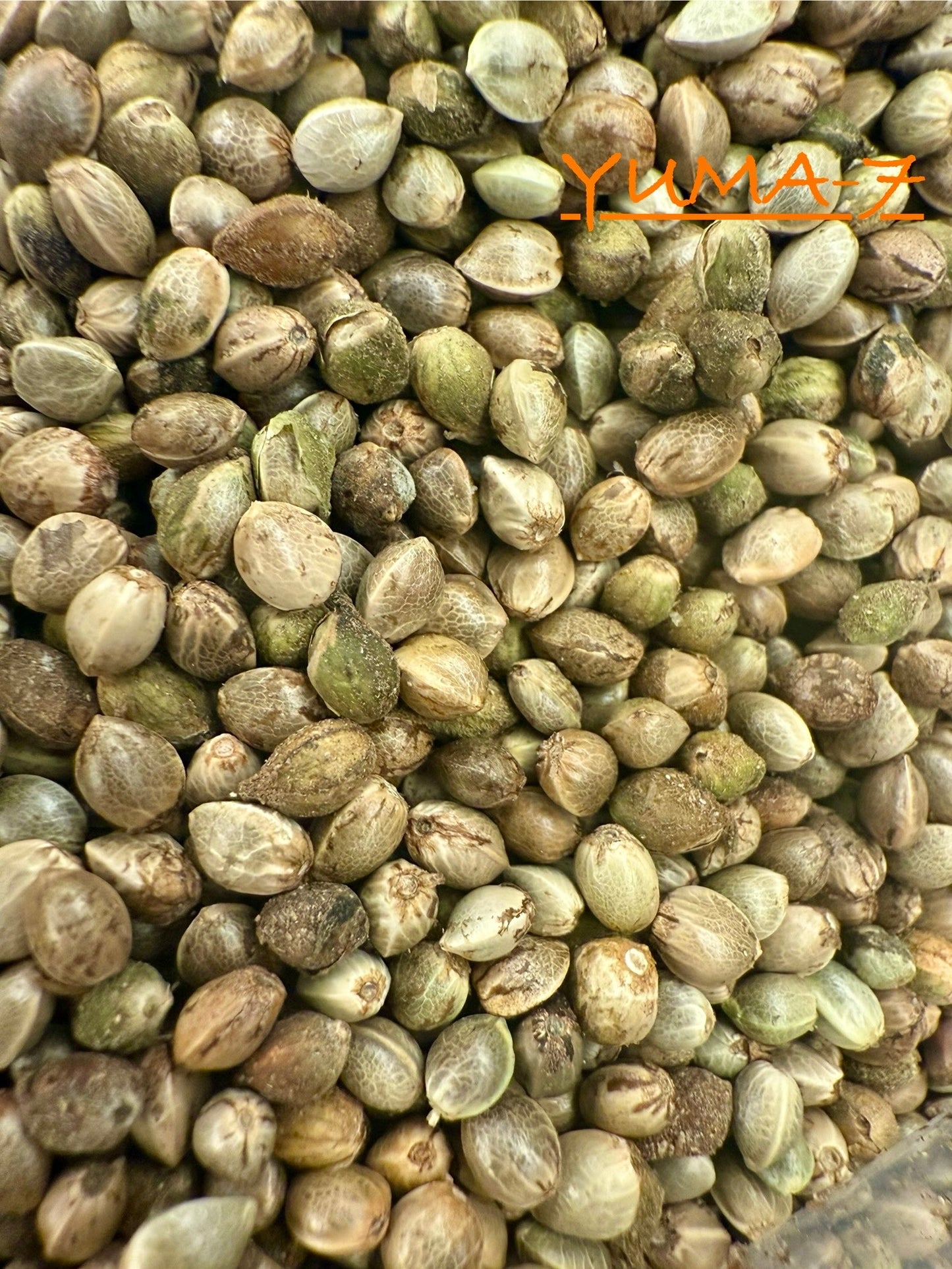 Ripkitty International & Domestic Live Raw Viable Hemp Seeds Sold in Bulk & Single Amounts for Agriculture, Poultry, Equine Feeding, & Livestock