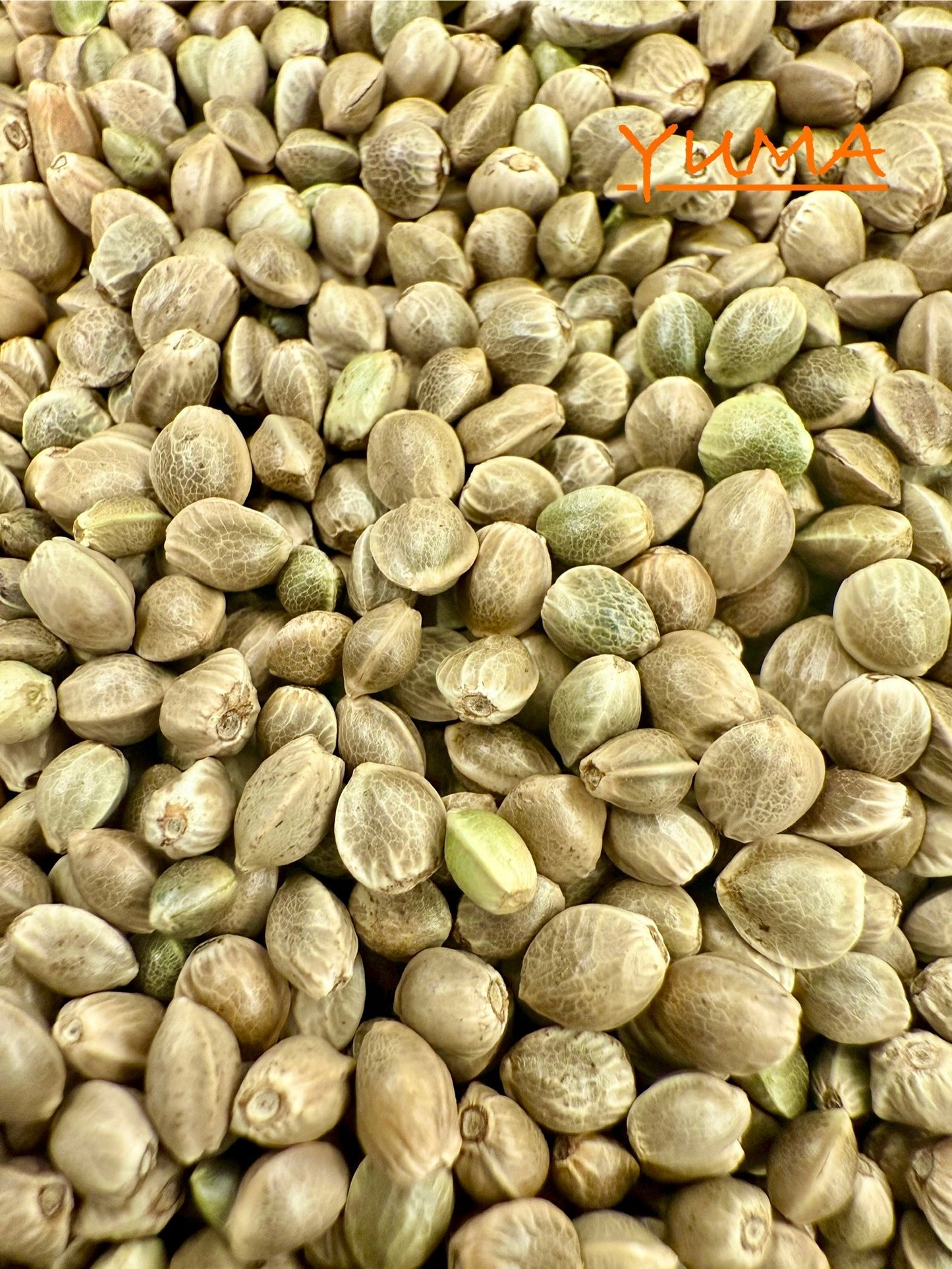 Ripkitty International & Domestic Live Raw Viable CBD Hemp Seeds Sold in Bulk & Single Amounts for Agriculture, Poultry, Equine Feeding, & Livestock