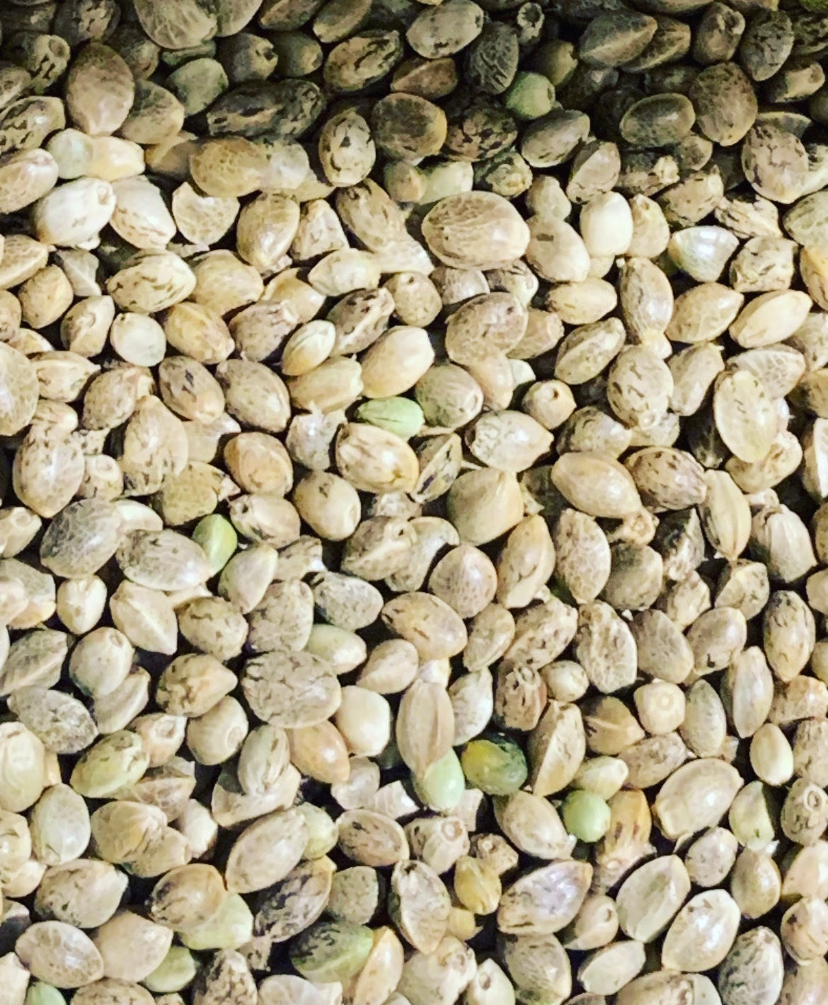 Ripkitty Premium Organic Whole Hemp Seeds