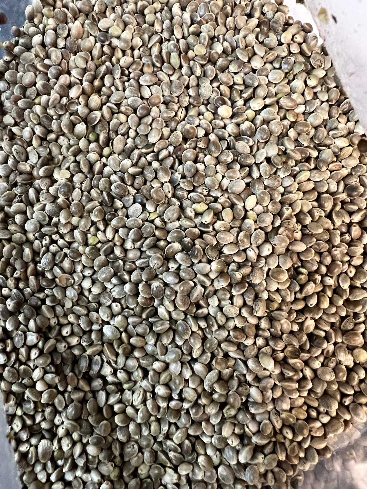 Ripkitty Premium Organic Whole Hemp Seeds